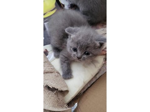 Scottish shorthair bebekler