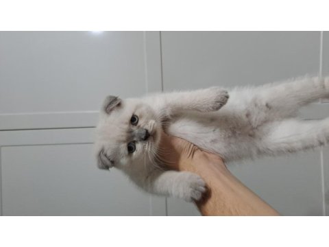 Scottish fold oyuncu yavrular