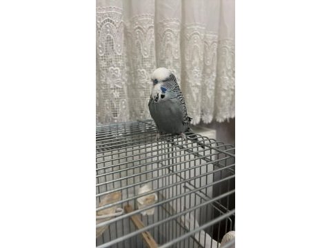 Ele alışkın şov erkek ele yarı alışkın jumbo erkek muhabbet