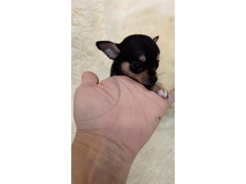 2 aylık chihuahua (şivava) yavruları