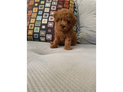 İzmirde kore poodle yavru