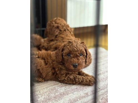 Son kalan poodle yavruları hemen teslim 40 günlükler