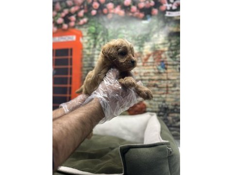 Maltipoo red erkek yavrumuz @petclubadanaa