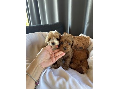 Maltipoo yavruları