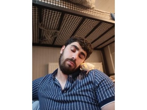 Sultan papağanı 2,5 aylık