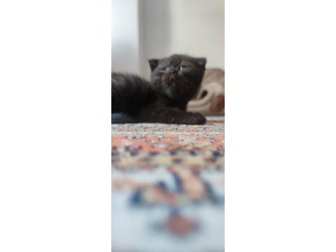 Çikolata dondurma british shorthair