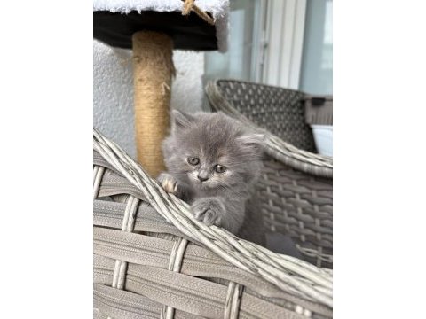 British longhair - british shorthair