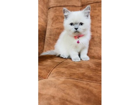 2 aylık blue point british shorthair