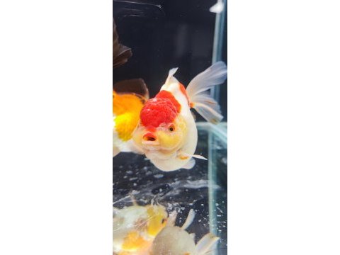 Gayet sağlıklı boy boy oranda altınbaş balıklar