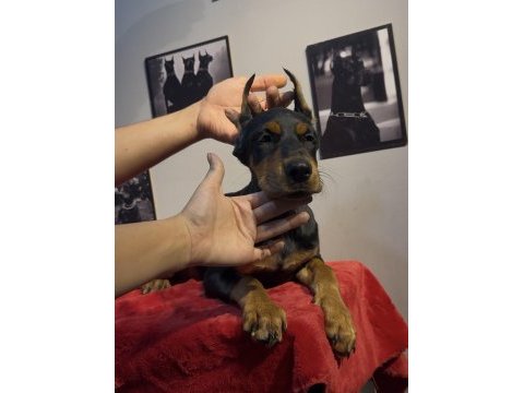 Hedefinizde kaliteli doberman varsa bekleriz