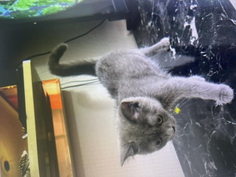 British shorthair yavru kediler