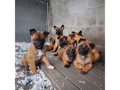 Belçika kurdu (malinois)