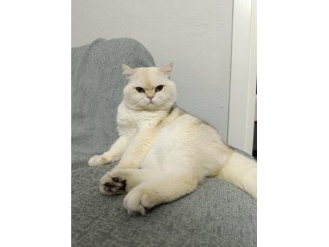 British longhair kedisi