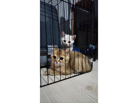 British shorthair ve longhair golden ve golden point yavru