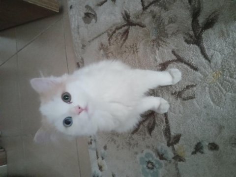 Mavi ve yeşil gözlere sahip yavru kediciğim