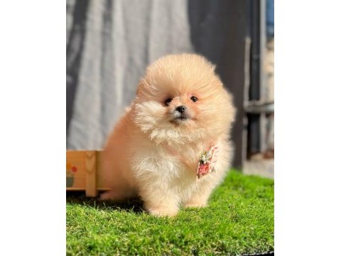 Safkan pomeranian yavru köpekler