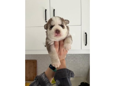 Mavi gözlü muhteşem husky yavruları