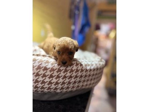 1 aylık erkek poodle yavru yer izmir