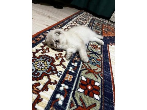 Scottish fold kızımıza acil yuva arıyoruz