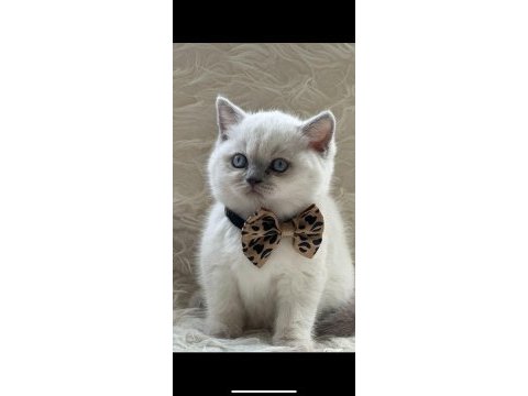 Oyuncu sağlıklı blue point british shorthair yavrumuz