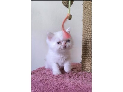 Güzel iran kedisi prensesler