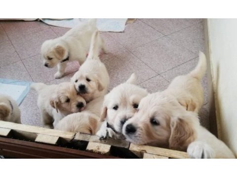 Golden retriever yavruları