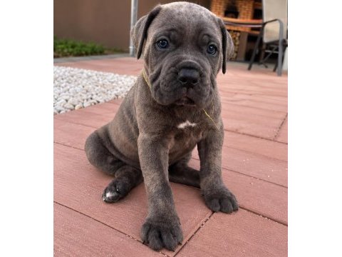 Türkiyenin en güvenilir çiftliğinden cane corso