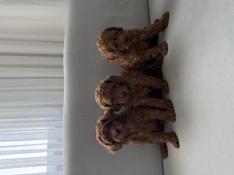 Kore poodle yavruları