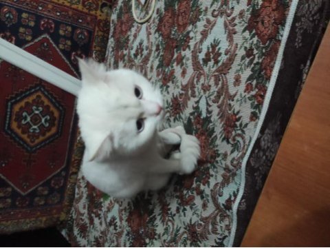Aşıları tam kedimiz