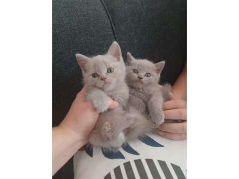 Safkan oyuncu british shorthair patiler