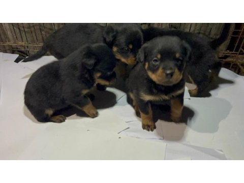Koca kafa rottweiler yavrular