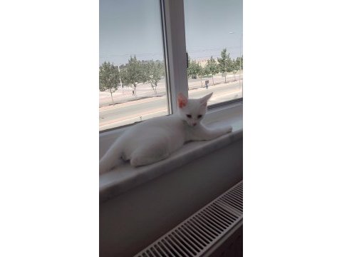 Ankara kedisi yavrumuza yuva arıyoruz