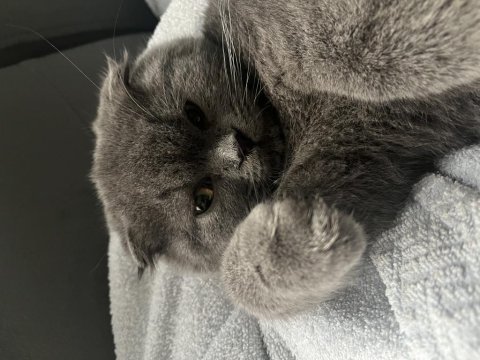 Scottish fold erkek 6 aylık