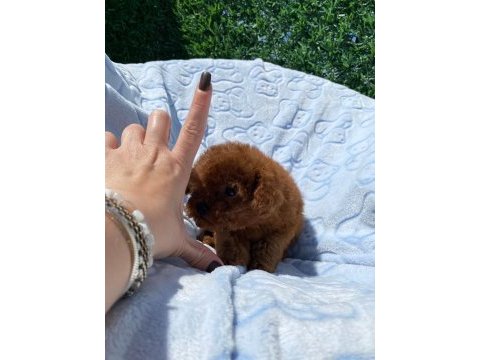 Teacup toy poodle