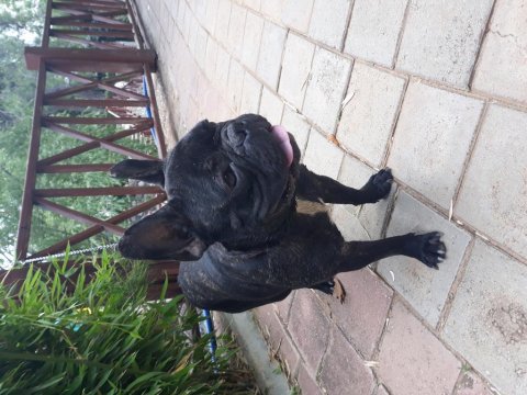 Köpeğim pablo için dişi arıyorum