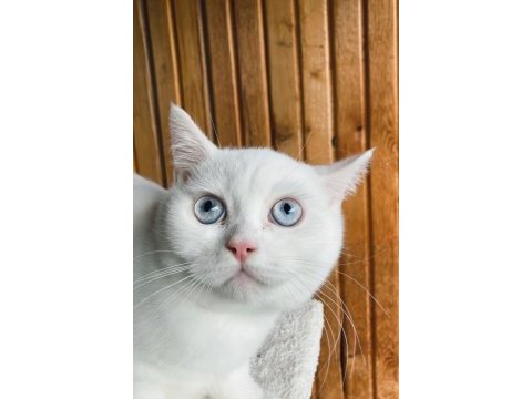 Anne altından safkan sağlıklı british shorthair