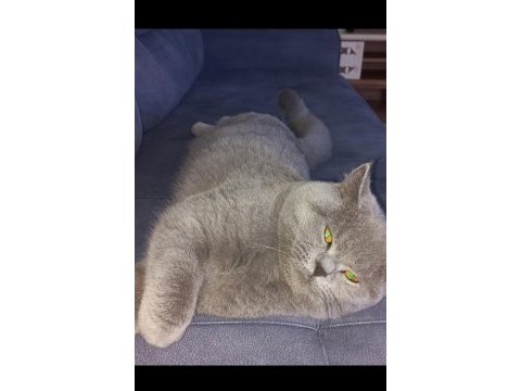 Yakışıklı british shorthair oğlum duman