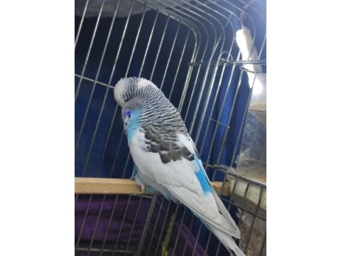 Show jumbo muhabbet kuşu