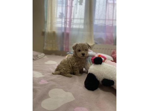 Süper mini boy maltipoo bebek