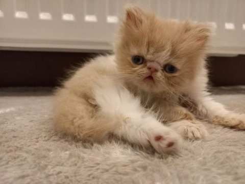 İran egzotik longhair 1 buçuk aylık erkek