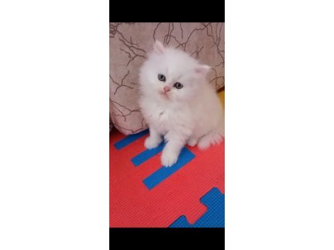 British shorthair erkek