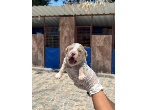 Sevimli maltipoo yavrularımız sizi bekliyor