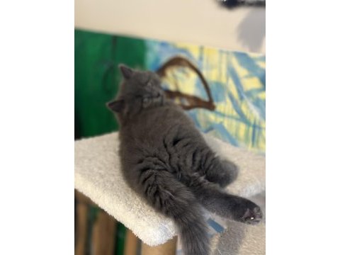 British longhair ömürlük yuva aranıyor