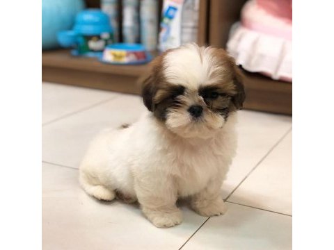Irk garantili shih tzu yavruları