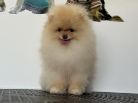 Fcı export sçr belgeli pomeranian boo yavrumuz