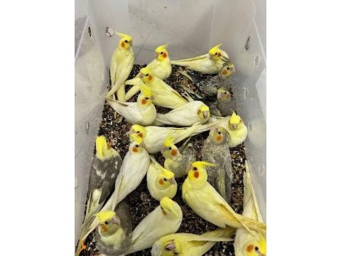 Garantili takım sağlam sultan papağanı