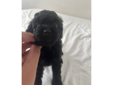Orjinal kendi köpeğimin yavruları