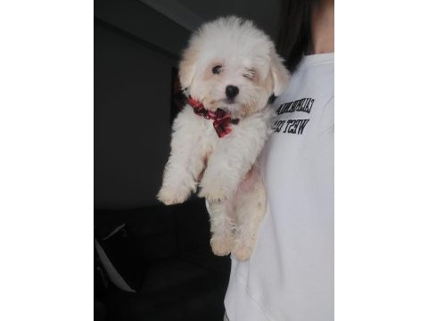 Muhteşem kaliteli maltese terrier yavrularımız
