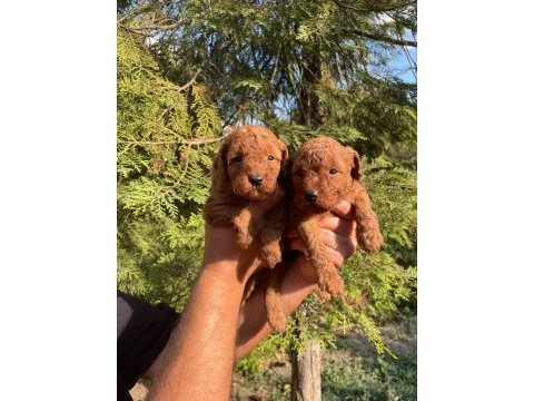 Show kalite toy poodle