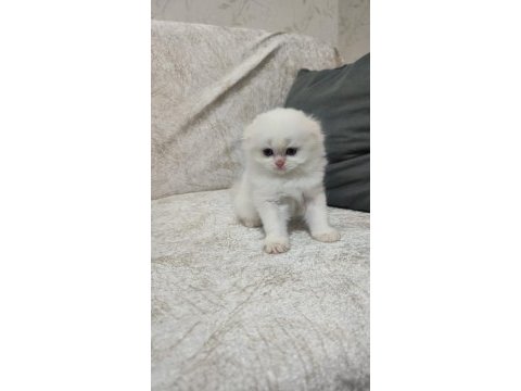Show kalite scotish longhair
